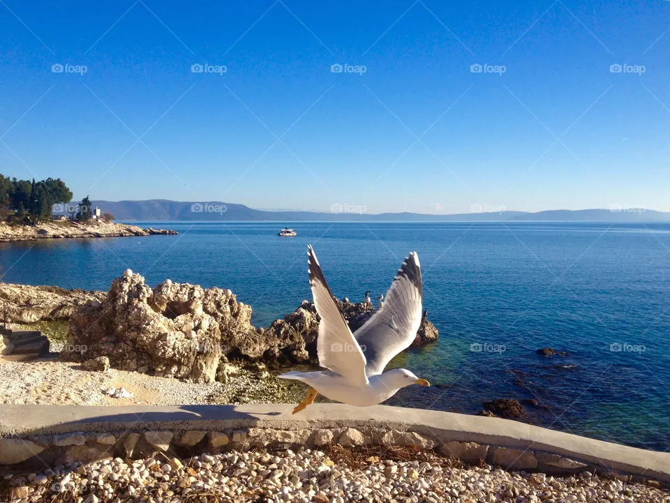  Seagull 