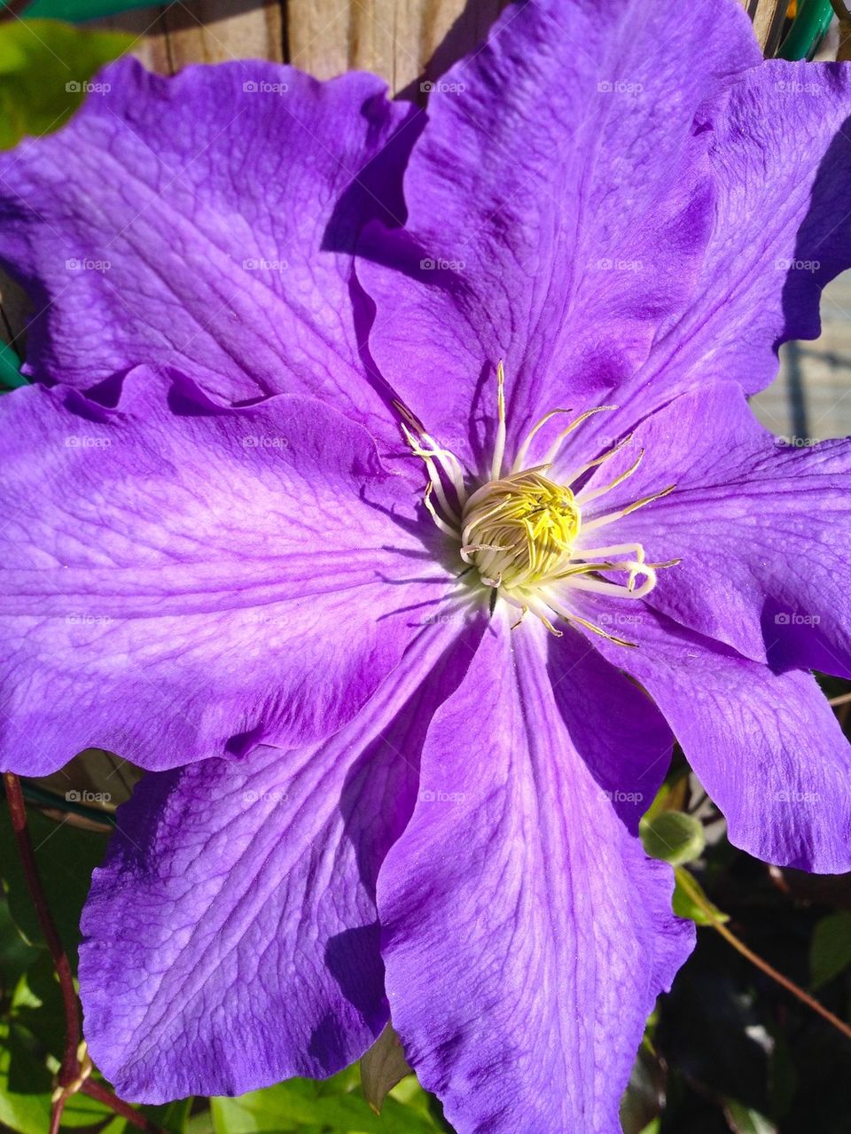 Clematis flower blooming at outdoors