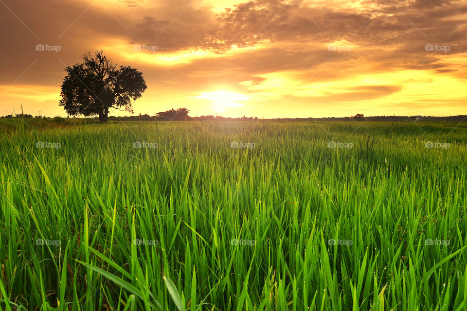Green paddy field with sunset background