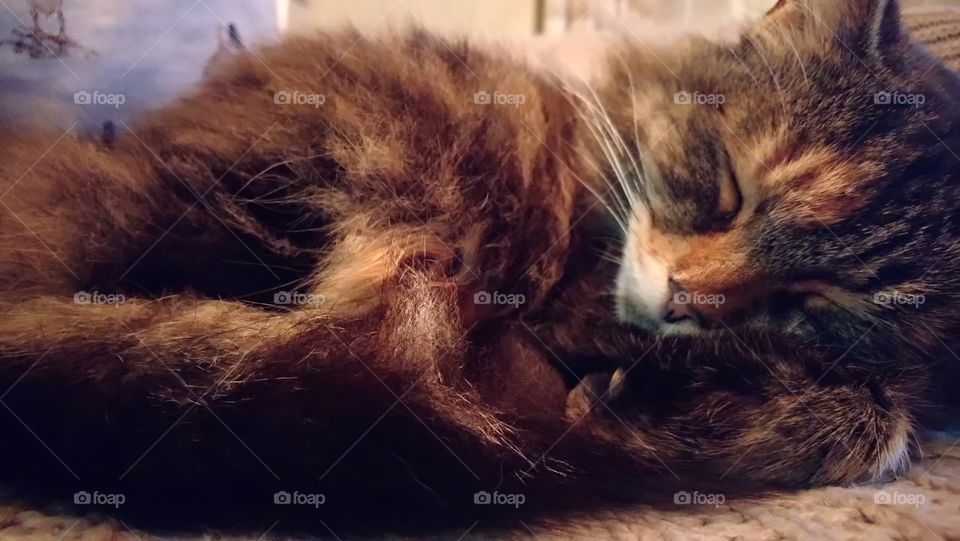 Sleeping tabby cat