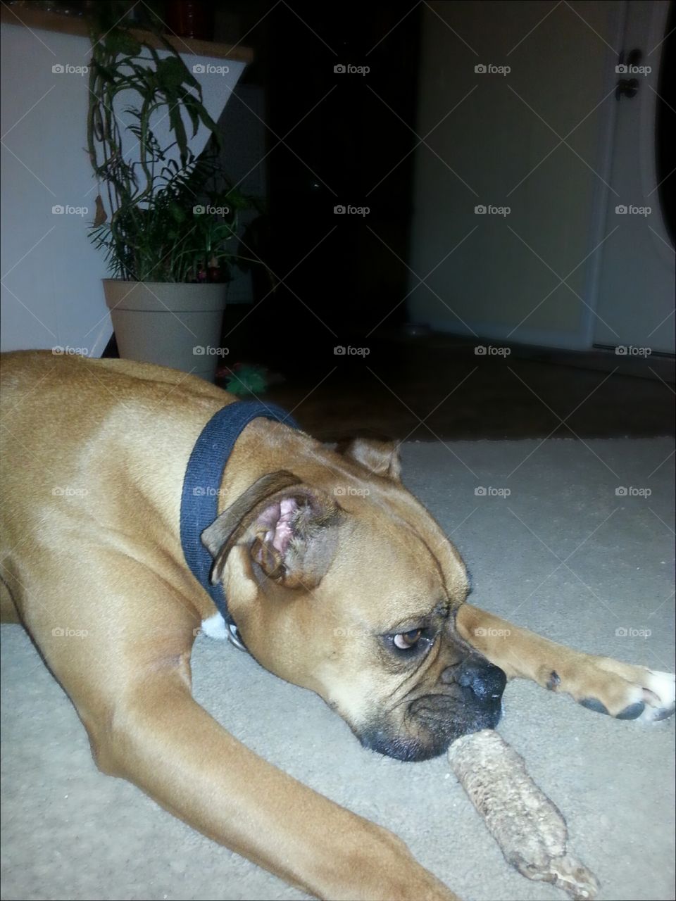 paxton the boxer. think what im going to get into next