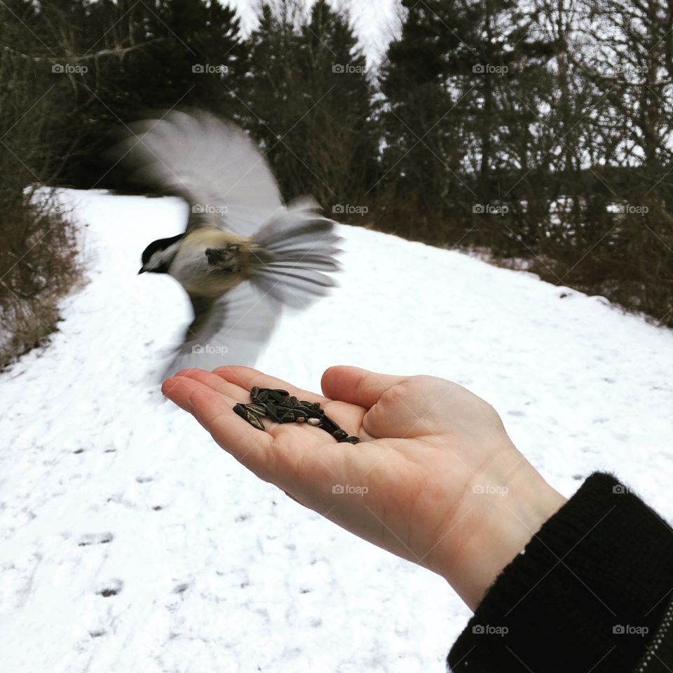 Hungry Chickadee makes off with a meal, at Irving Nature Park. 