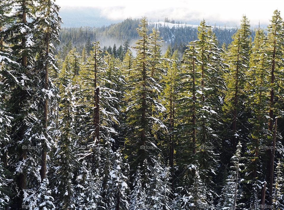 Snow covered green fir trees with hills and fog in the background in the Willamette National Forest in Western Oregon on a winter day.
