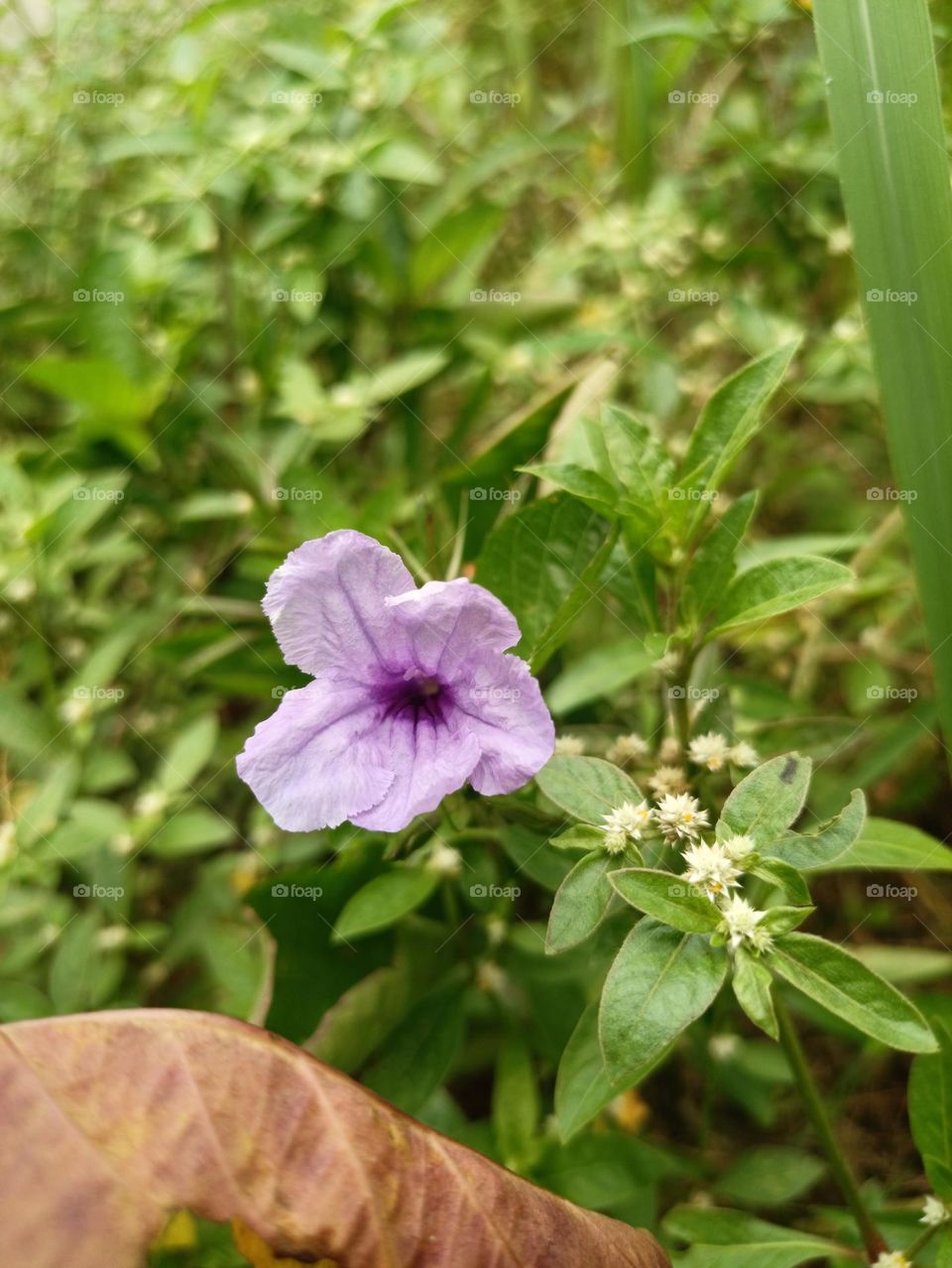 Simple Purple Flower