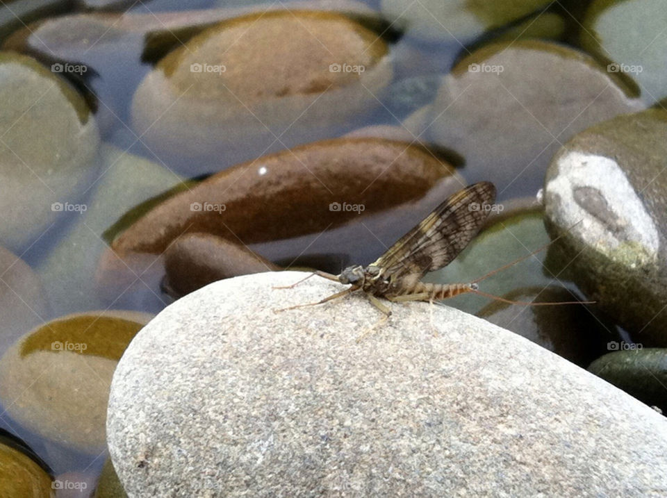 water stone pebbles mayfly by craigcpaterson