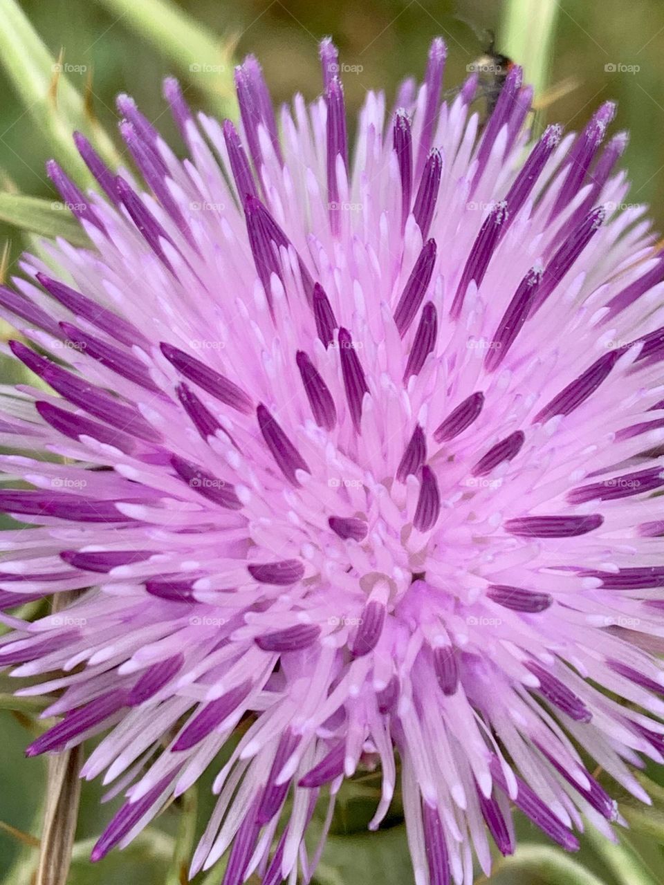 Thistle purple flower closeup 