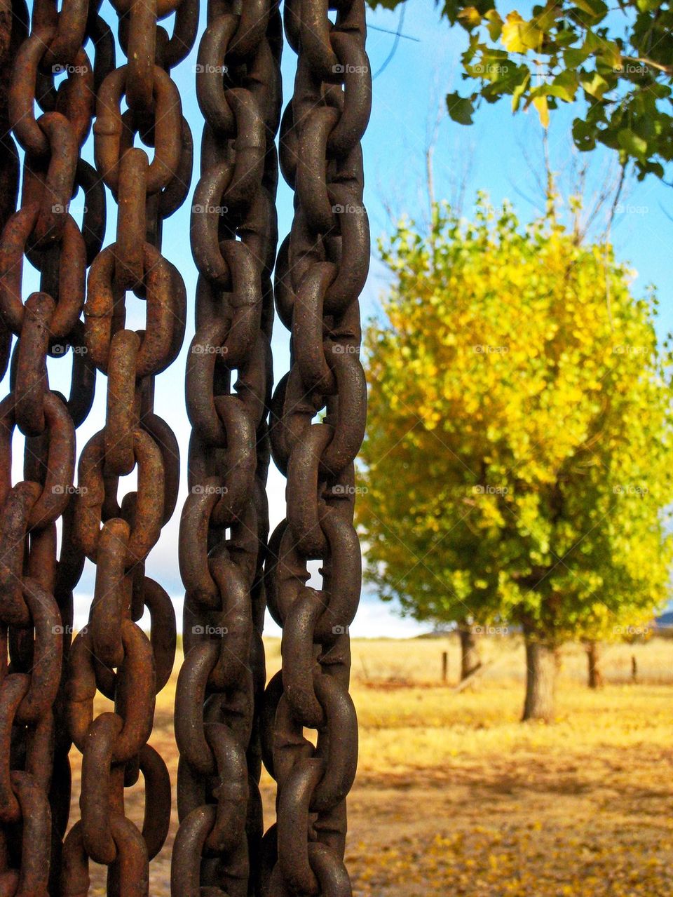 Chains and trees