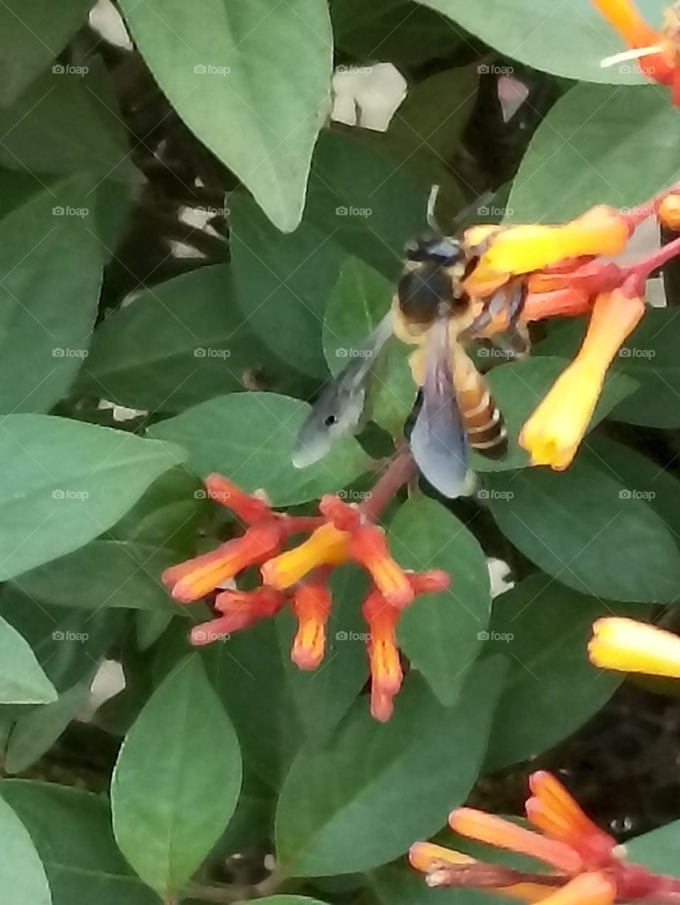trying hard to get nectar
