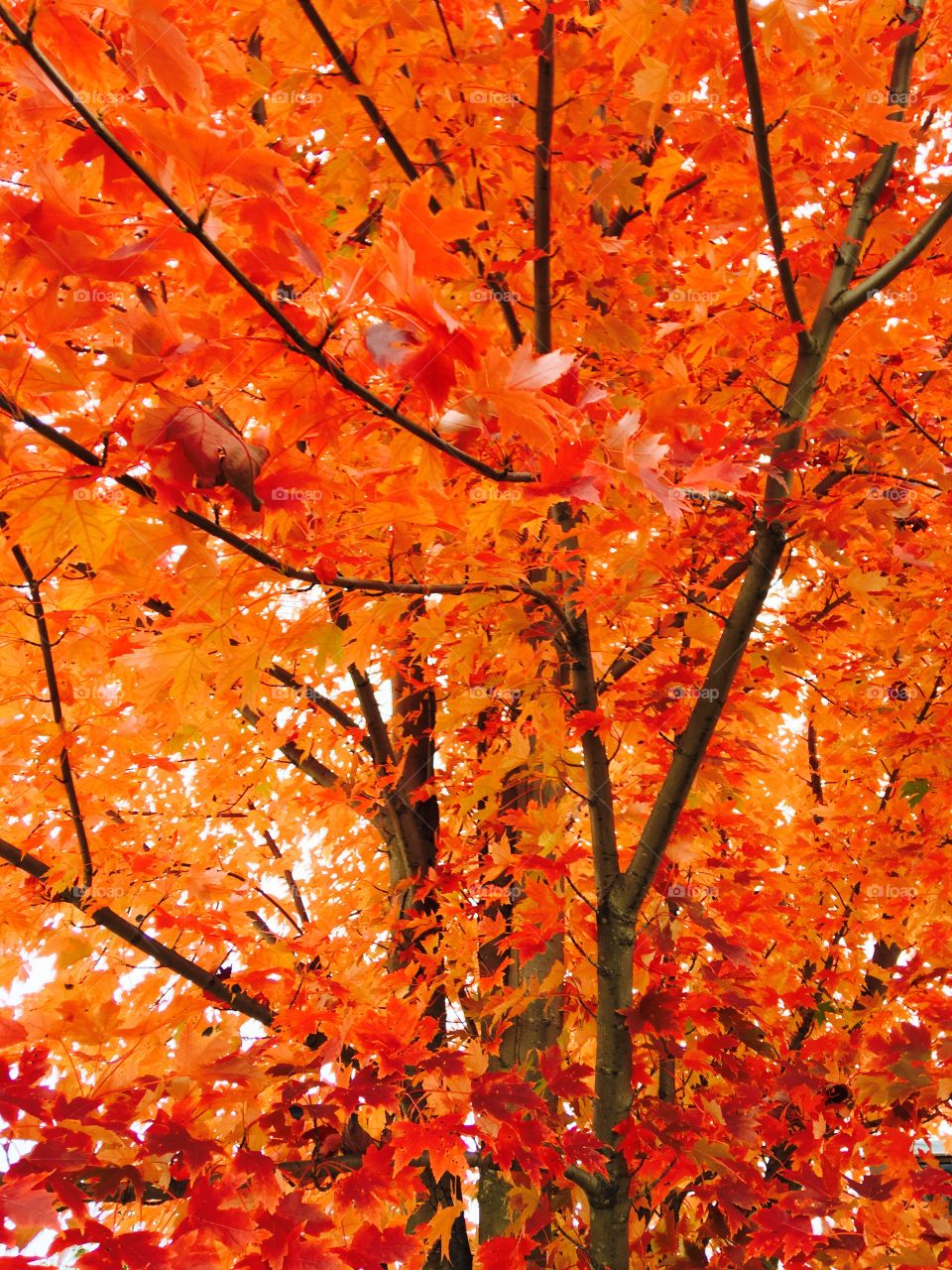 Low angle view of autumn trees
