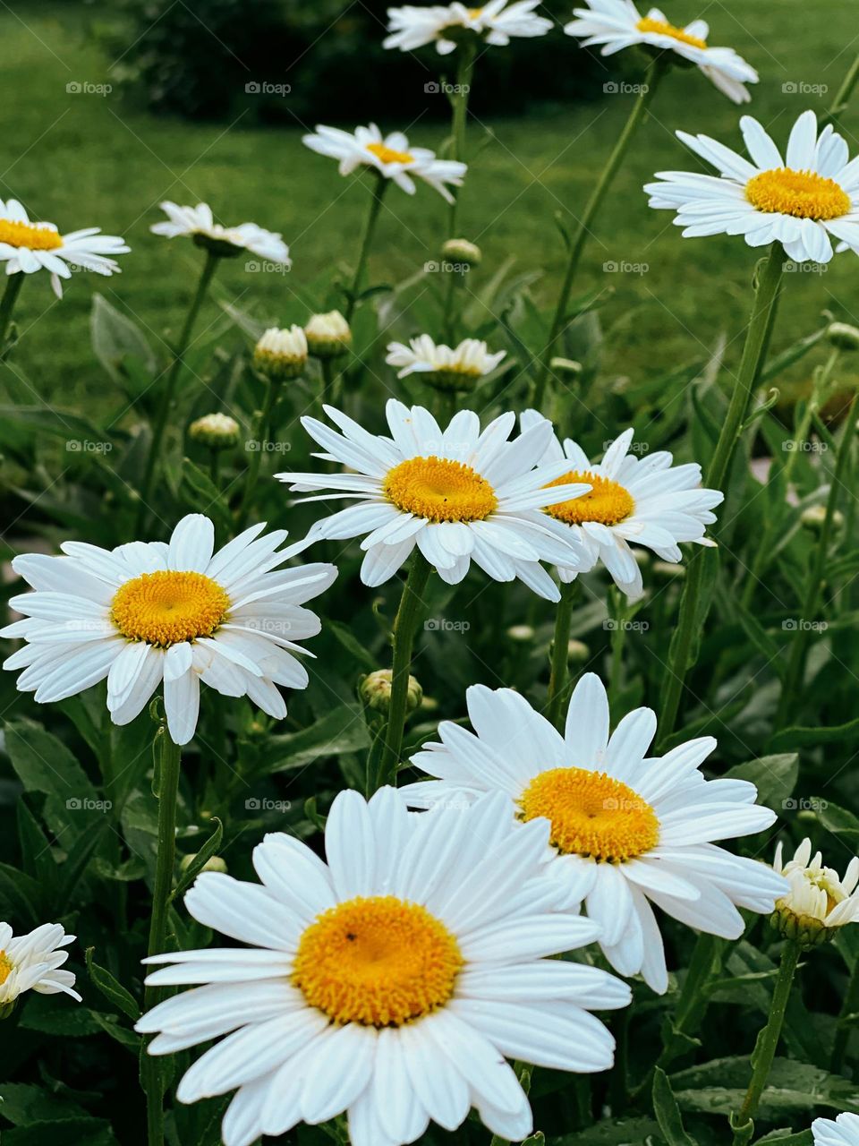 Daisies 