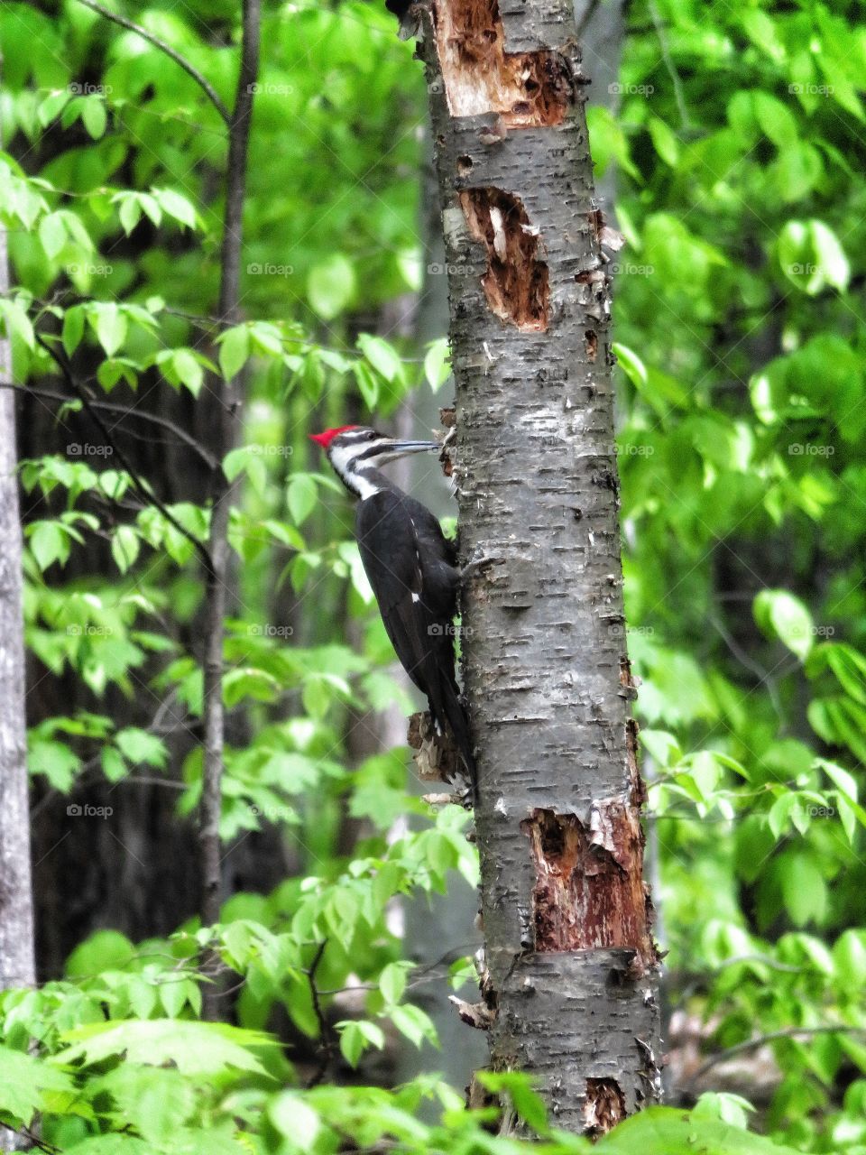 woodpecker Mont St-Bruno