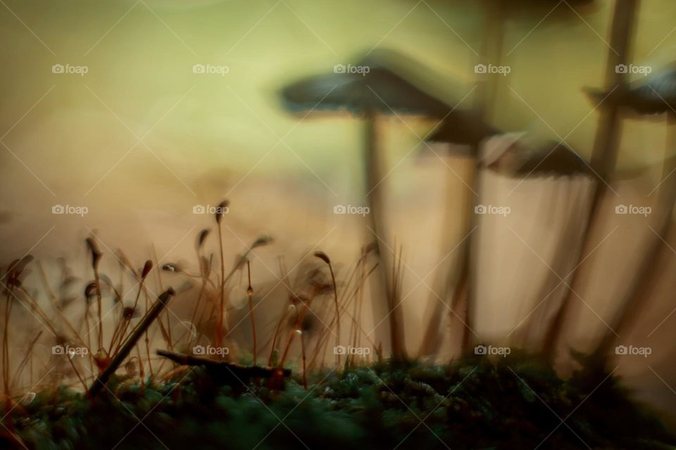 Mushrooms in a autumn sunny forest