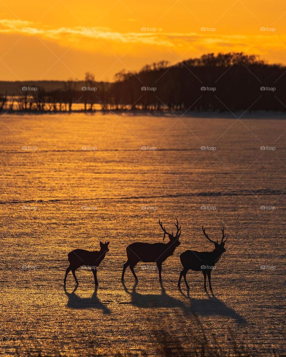 deer in the evening