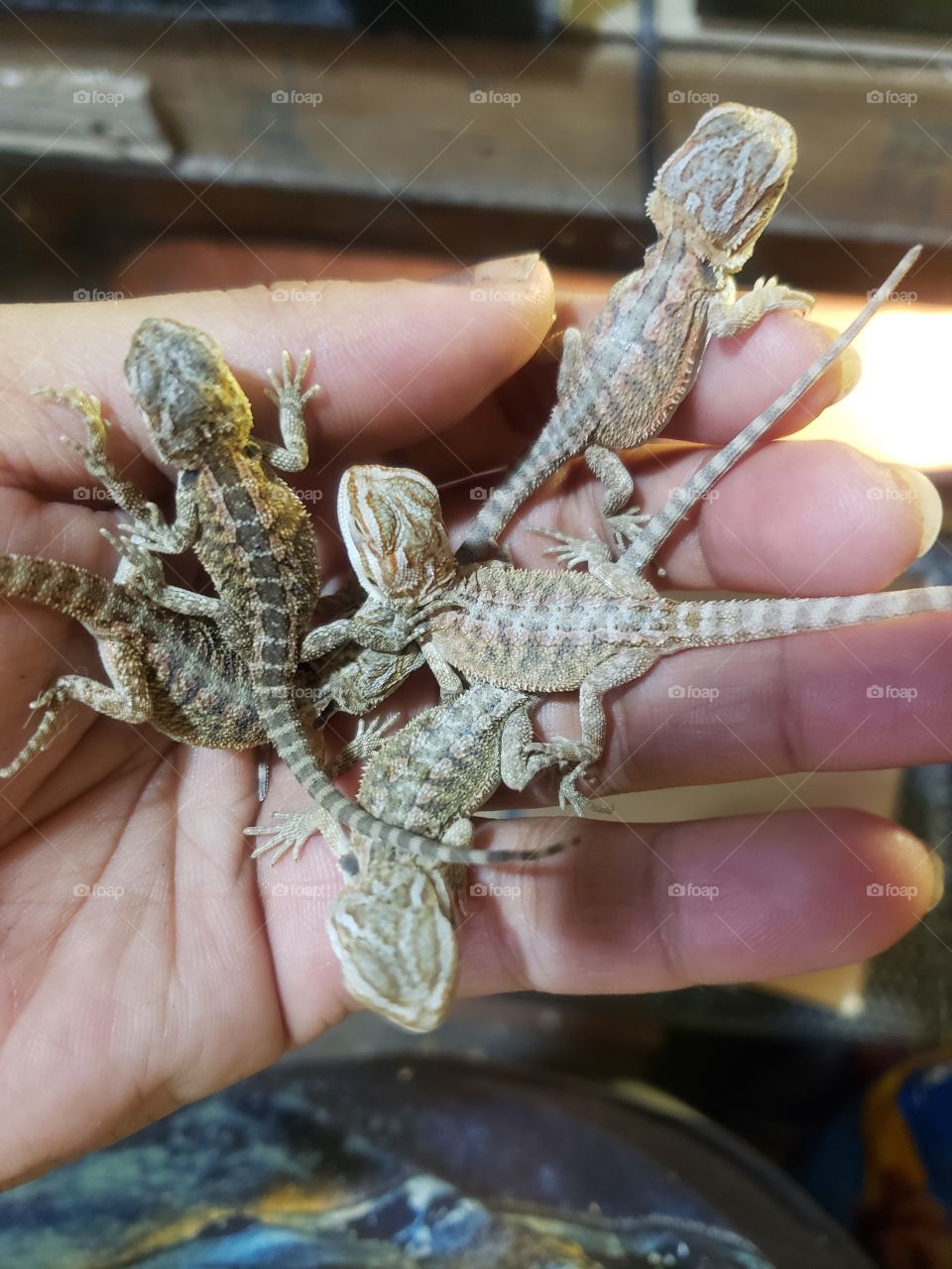 hand full of baby dragons