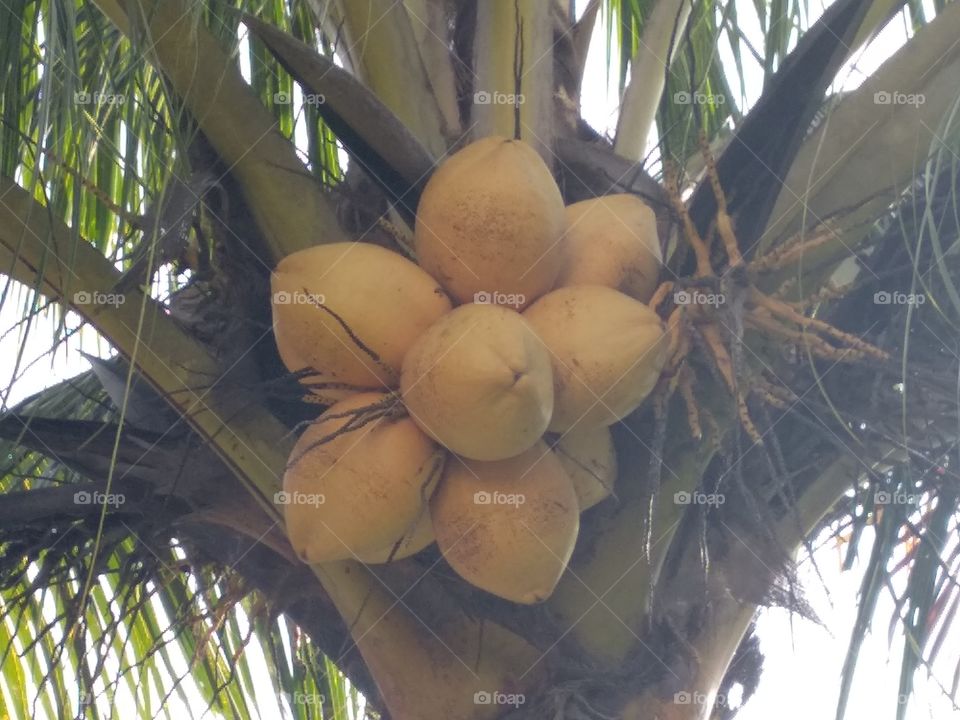 Coconut Tree In  A Short Shoot