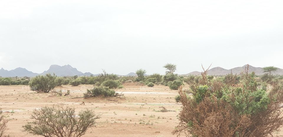 rain and desert