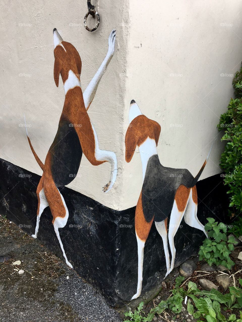 Pub Art ... artist has painted two dogs on the lower corner of a pub ... they are looking at a painted fox above who is humorously enjoying a pint (see next photo)