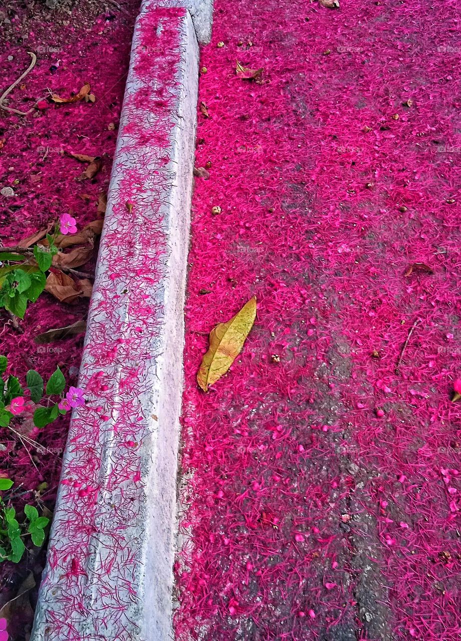 the flowers and their tears