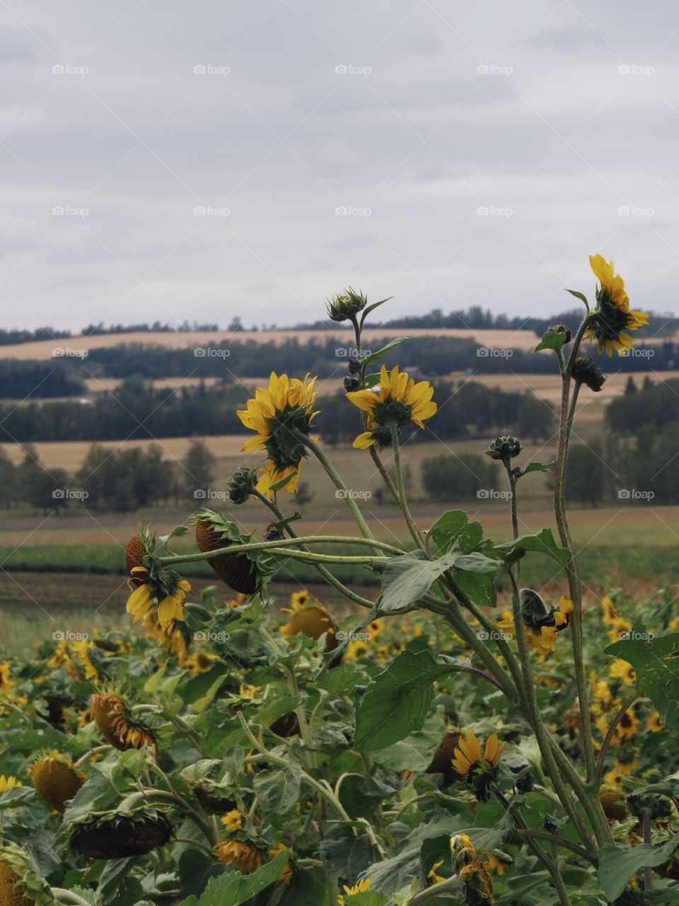 Some tall sunflowers at the sunmaze, Bowden AB
