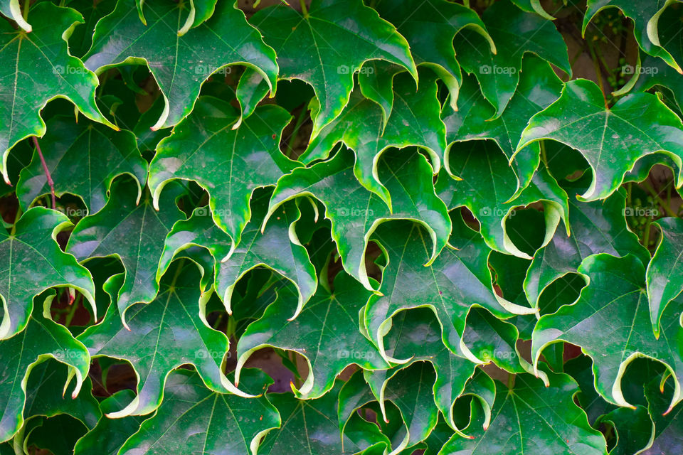 Texture from green leaves