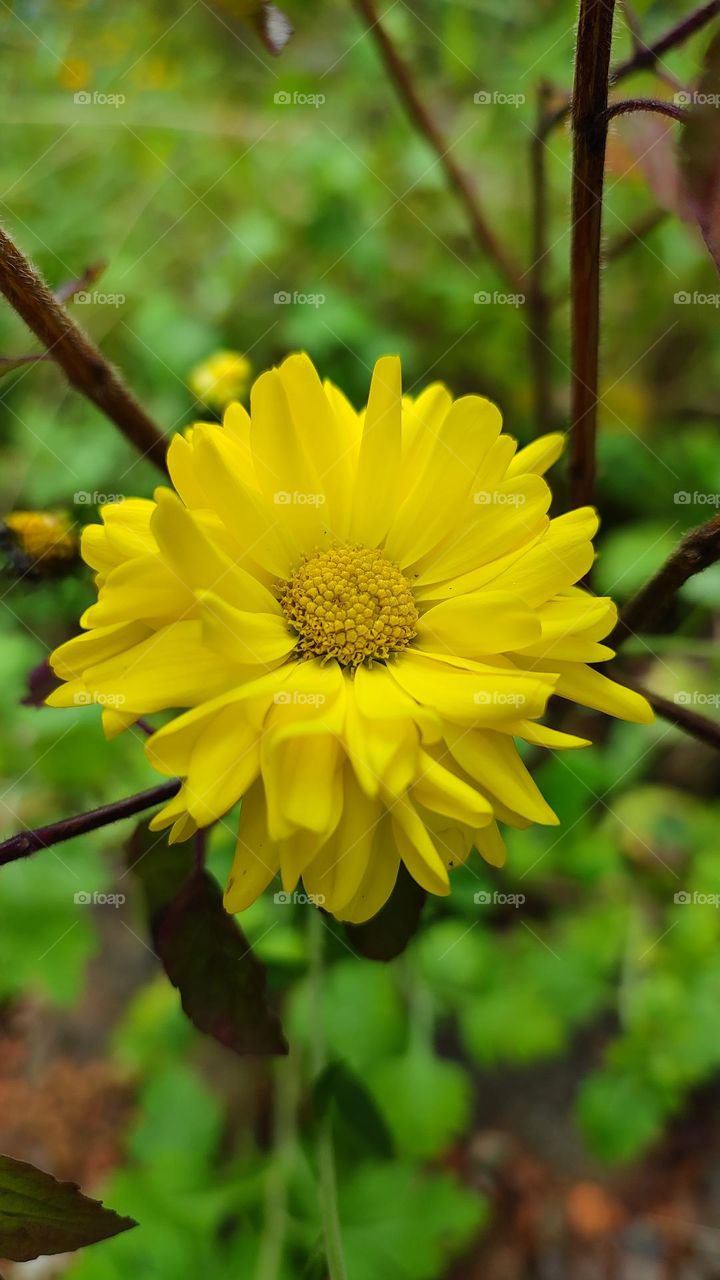 Yellow Flower