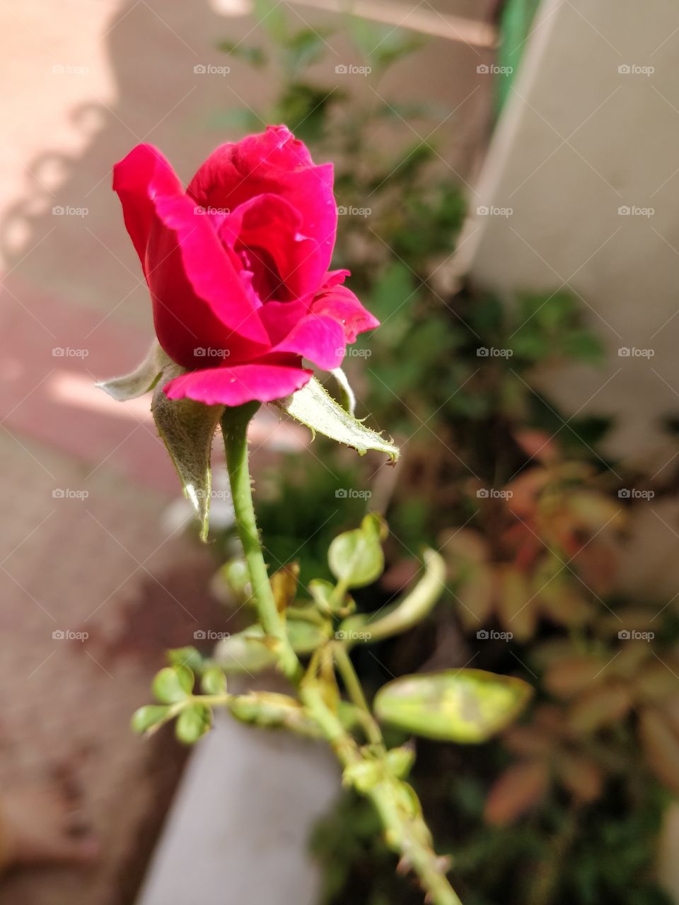 red rose bud in the morning