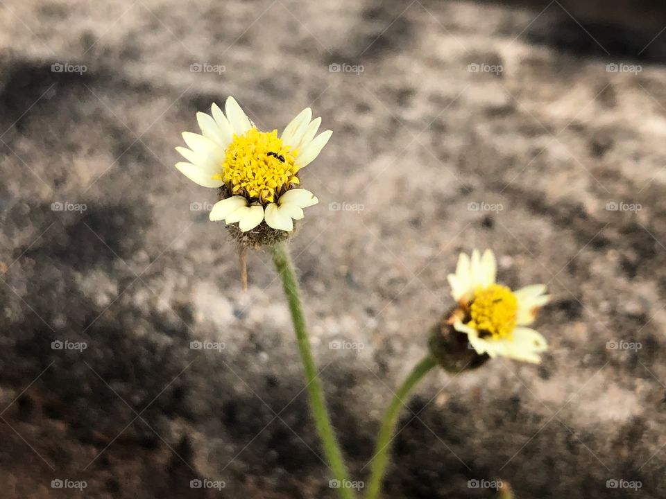 Ant in the little flower on the sidewalk 