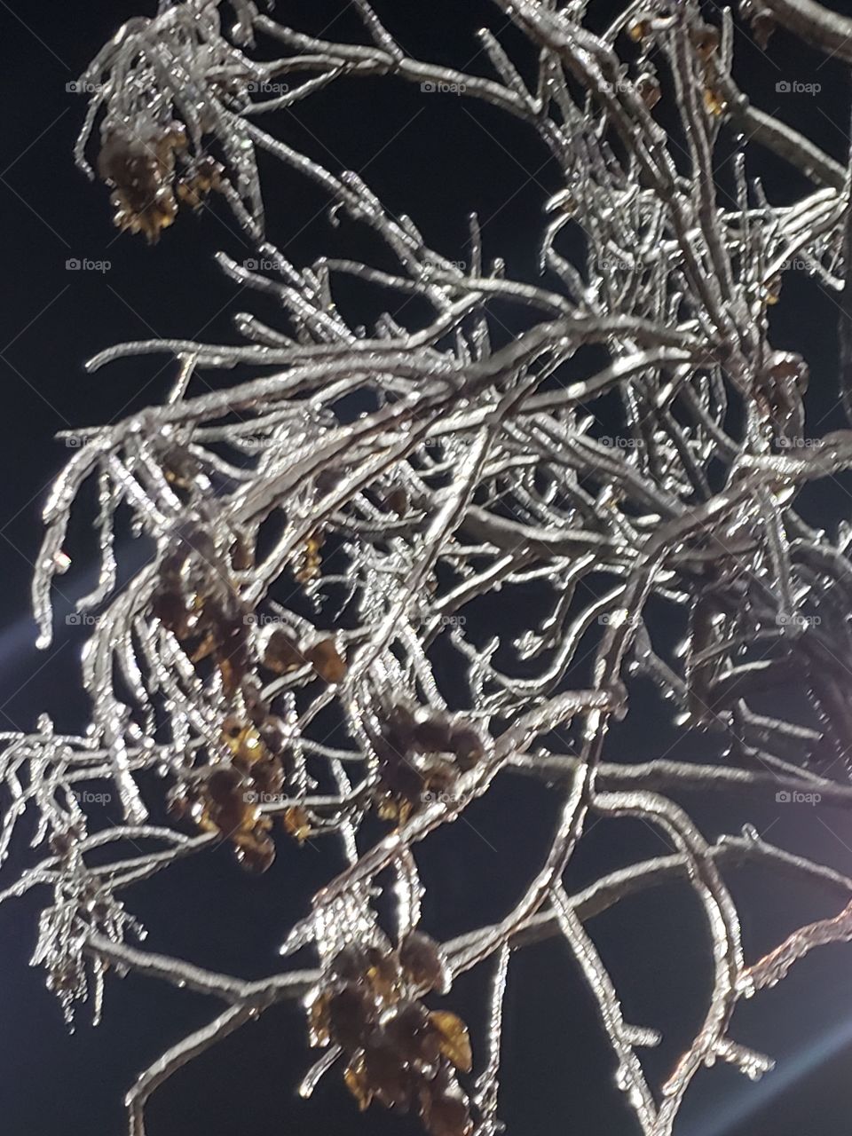 icy tree limbs