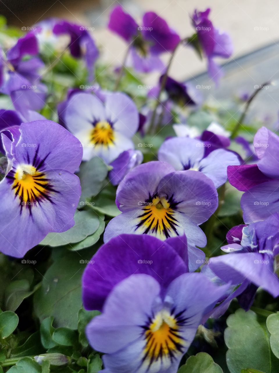 Close-up of violet violas in bloom