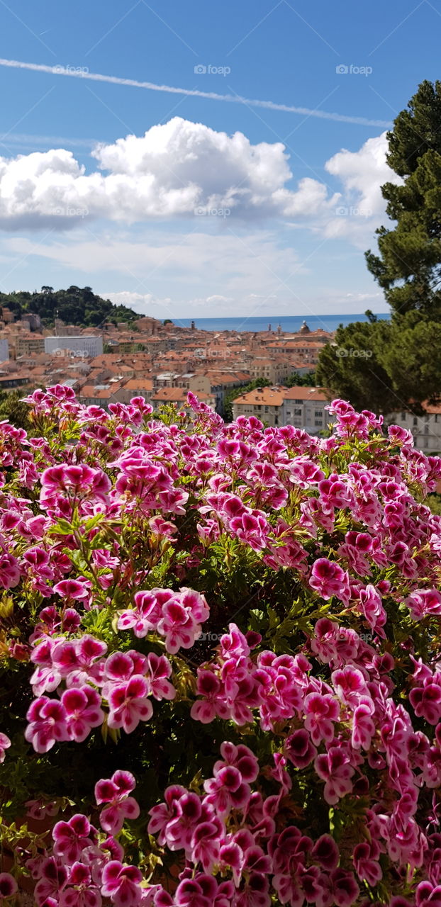 View over Nice, France with pink flowers in the foreground.