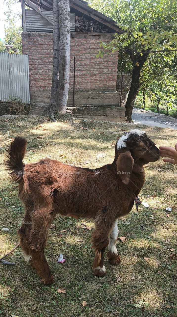 A beautiful lamb playing with his master at a remote village called Ganowpoea Shopian amid 40 Year's record breaking Hot day in Summer in Kashmir Valley (Jammu n Kashmir India).