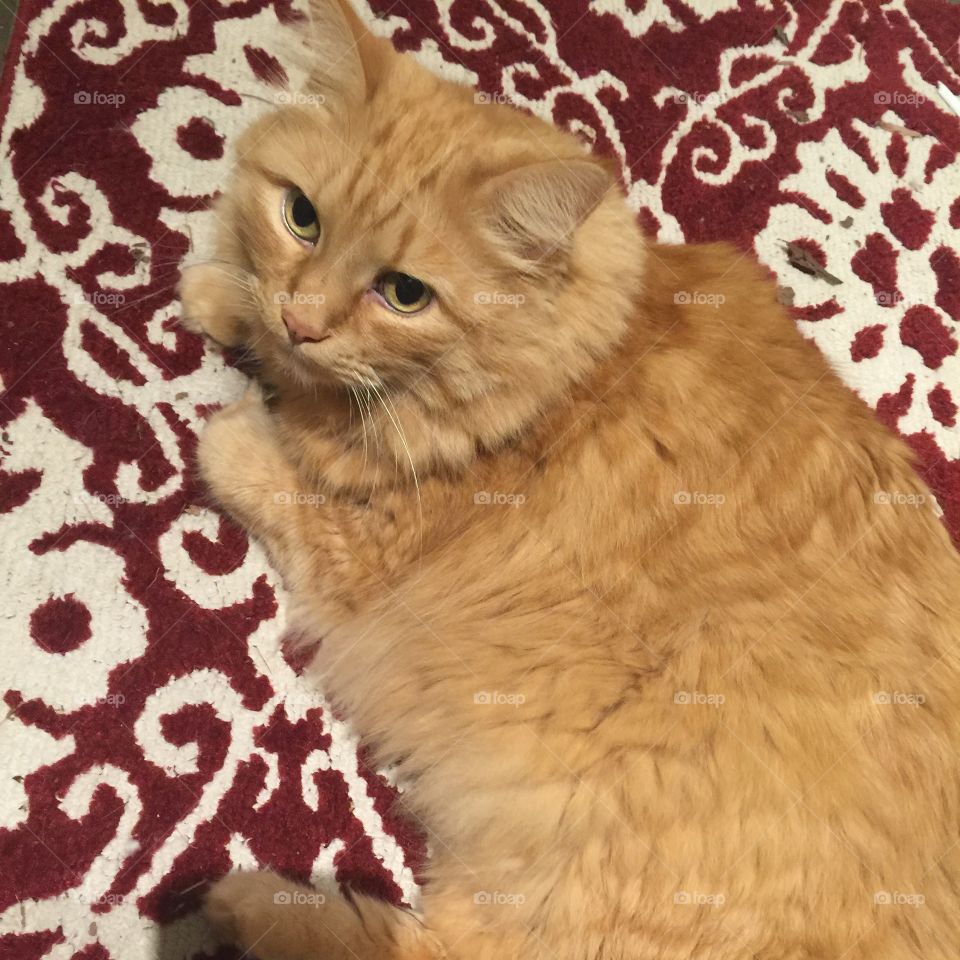 Cooper the Maine Coon cross