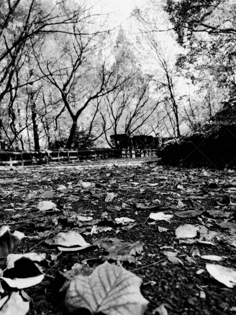 When Leaves Are Falling