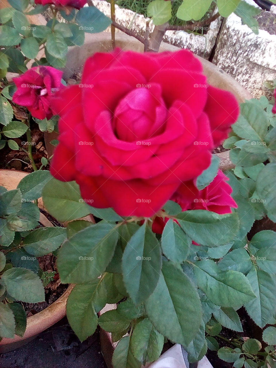 Ros Mawar Rose