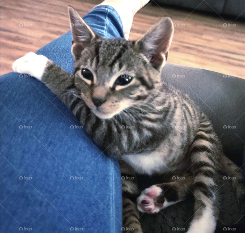 Cat paying attention - Gato poniendo atención