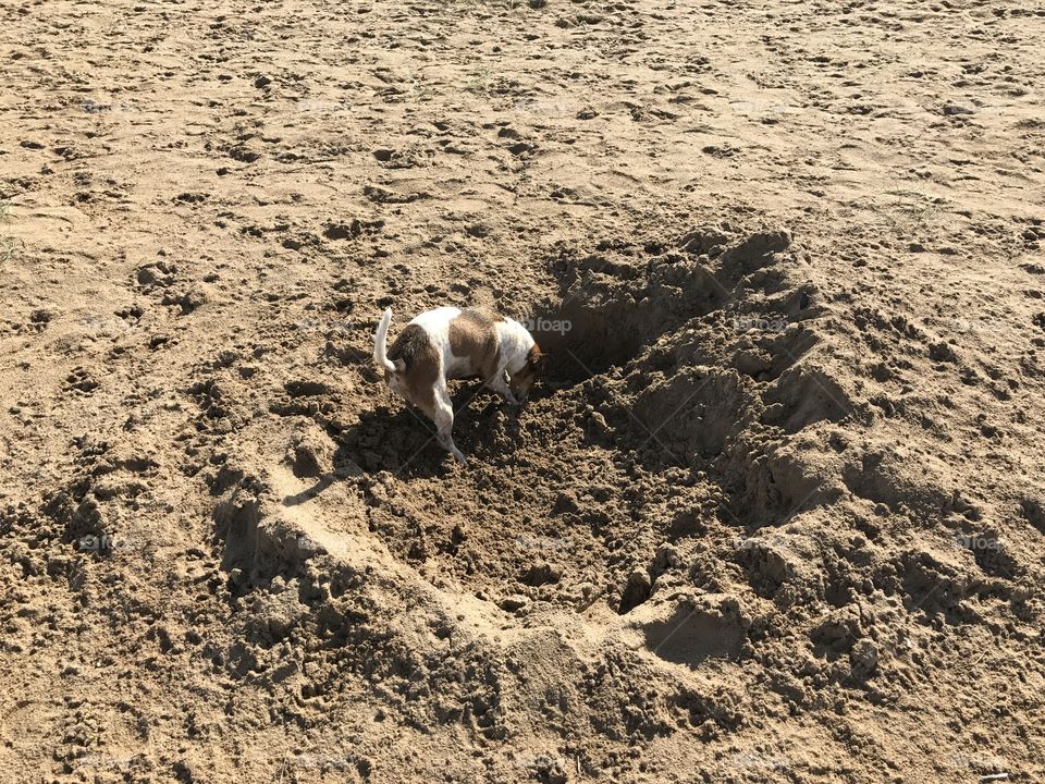 Dogs on the beach 