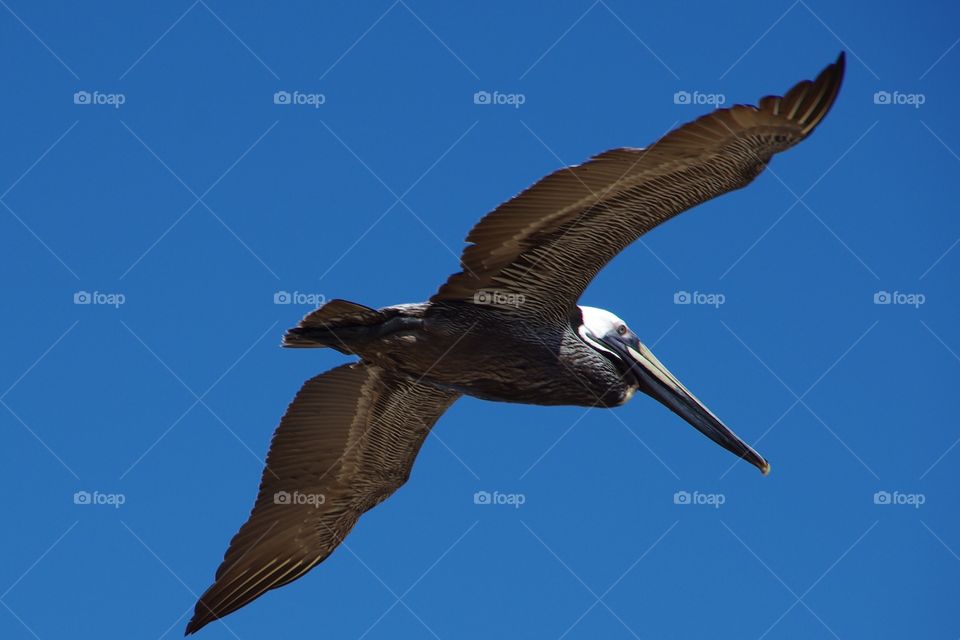 Exterior daylight.  La Peñita de Halteba.   A brown pelican soars overhead through blue sky.