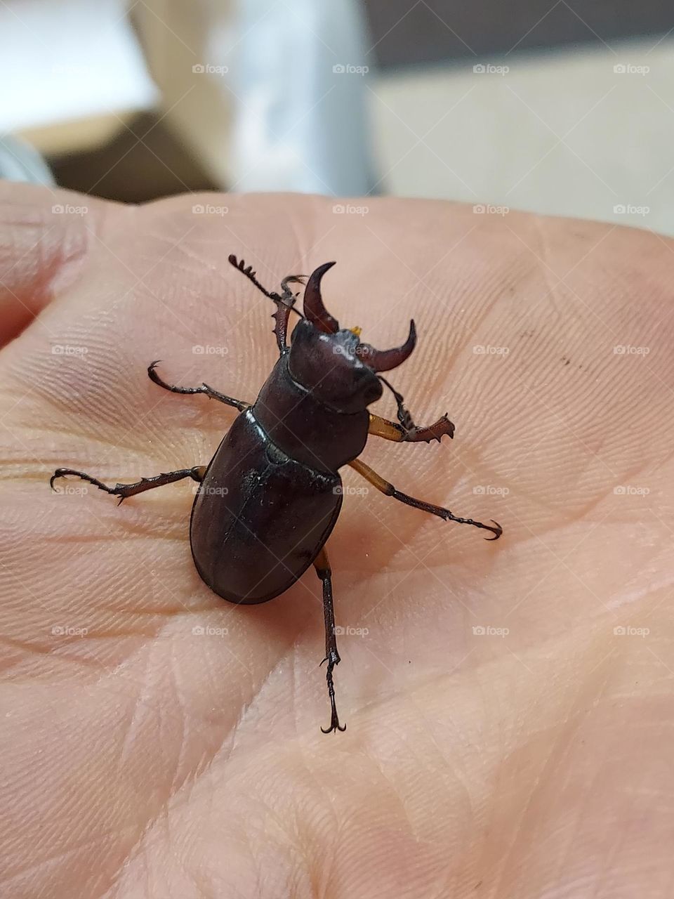 beetle with pincher
