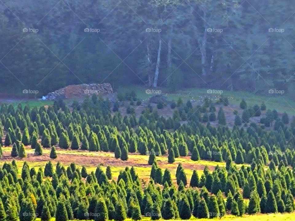 Sunrising over tree farm