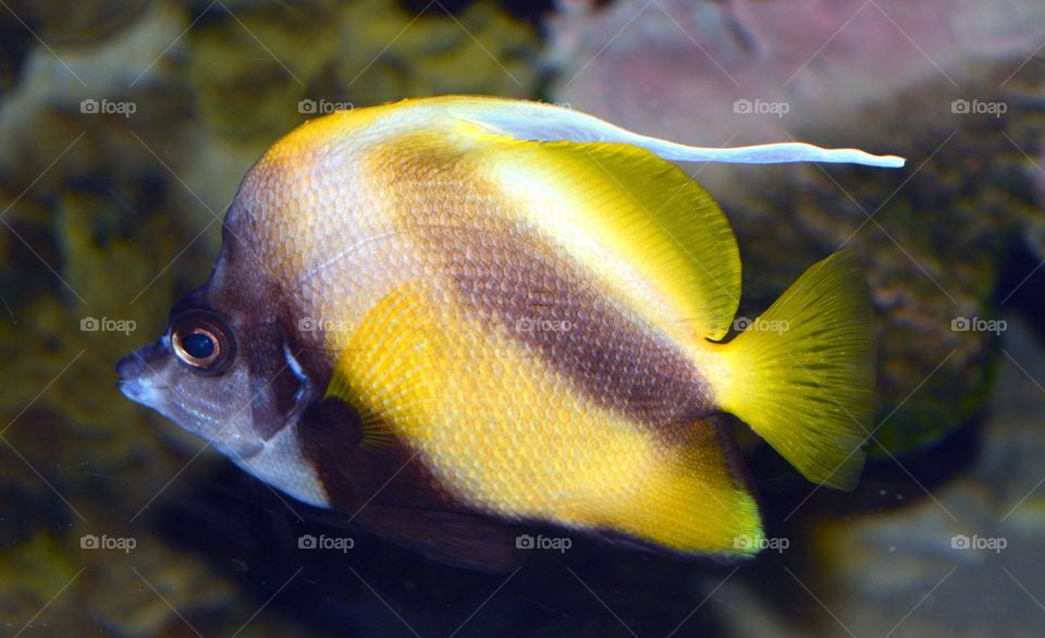 underwater yellow & black line fish