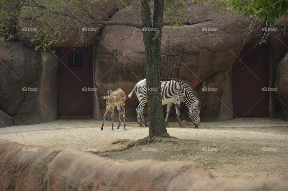 Zebra baby.