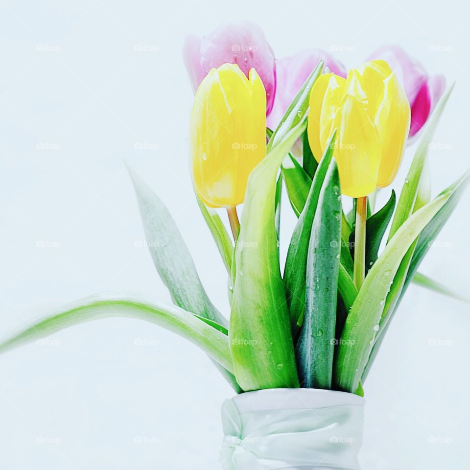 colorful tulips, spring flowers