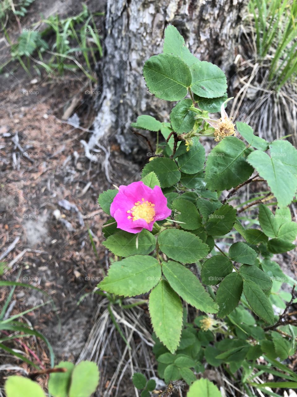 Alberta Wild Rose 