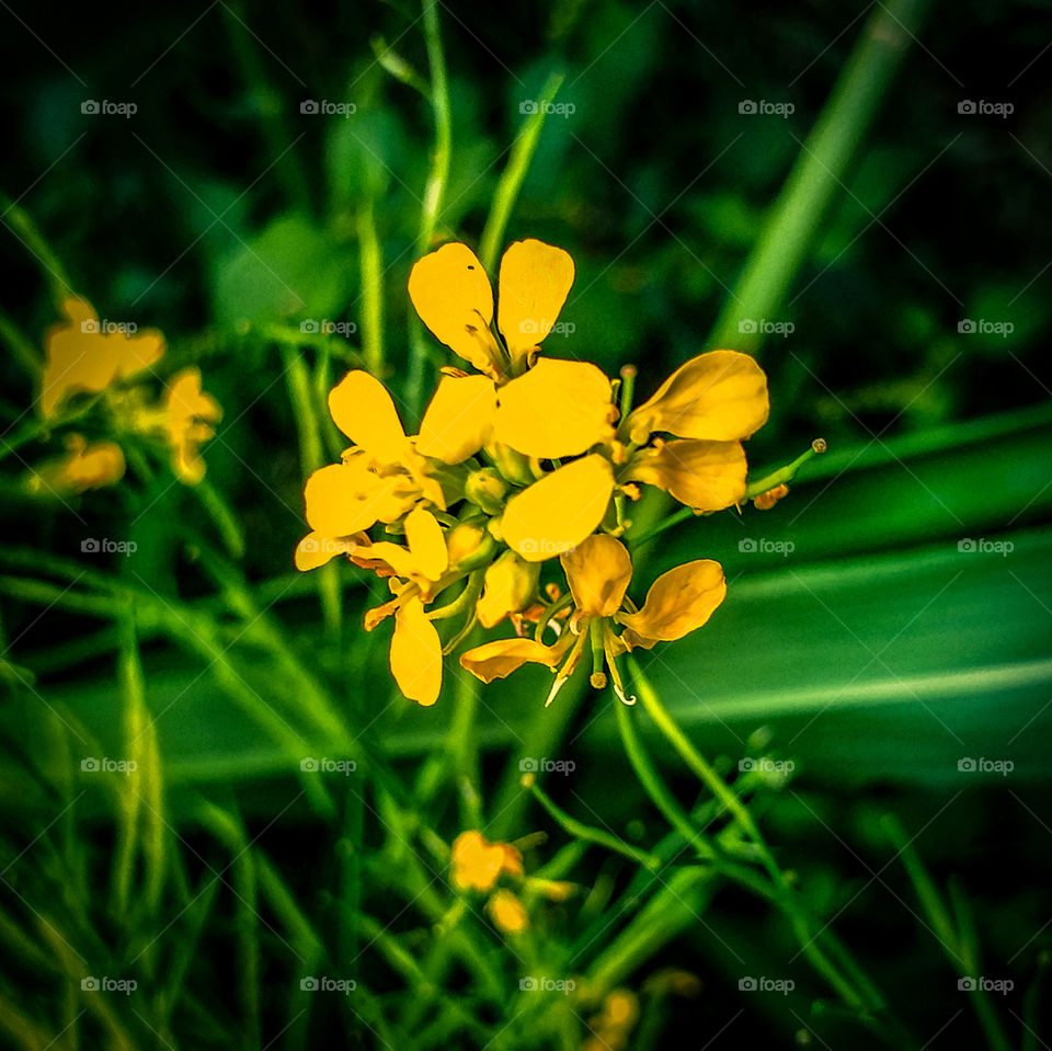 yellow flowers in garden