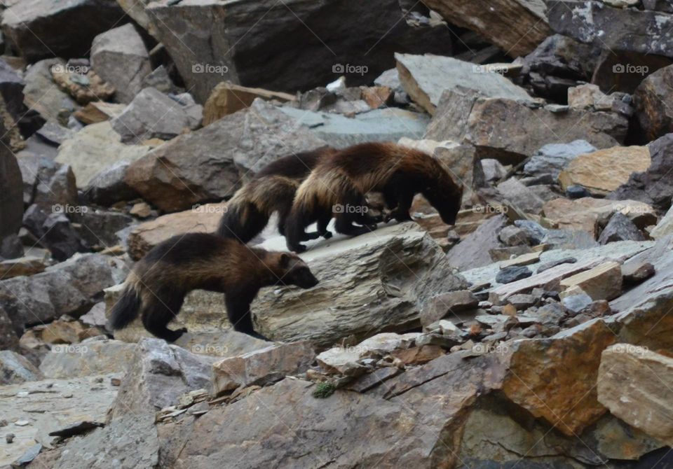 Family of wolverines