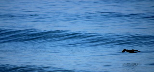 Ocean Blue