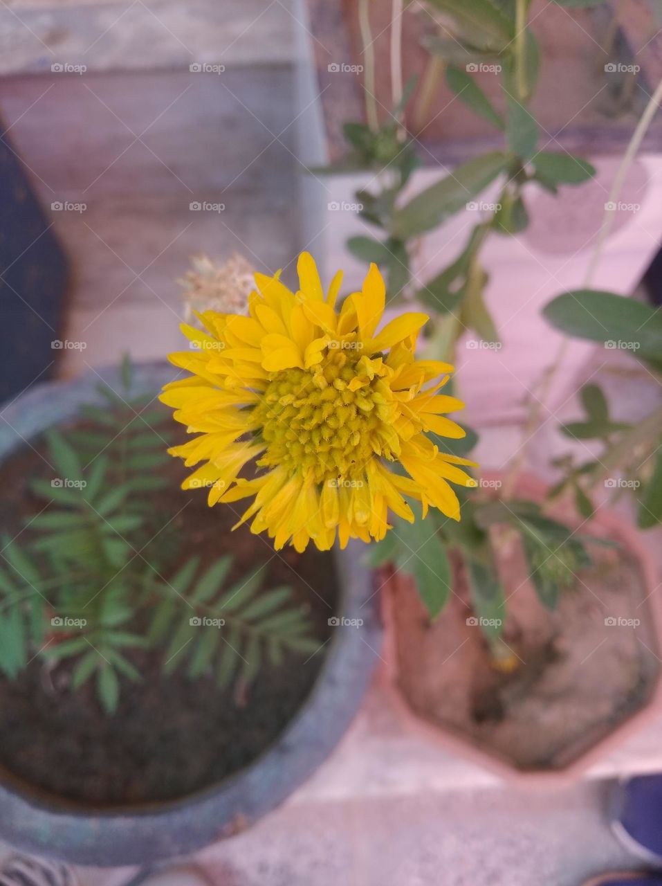 sunflower yellow seasonal fresh looks very beautiful generally found everywhere seasonal