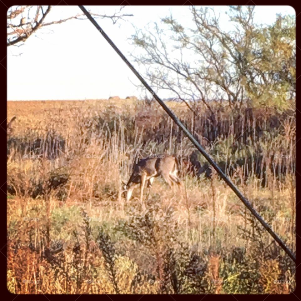 Whitetail Deer in Fisher County 
