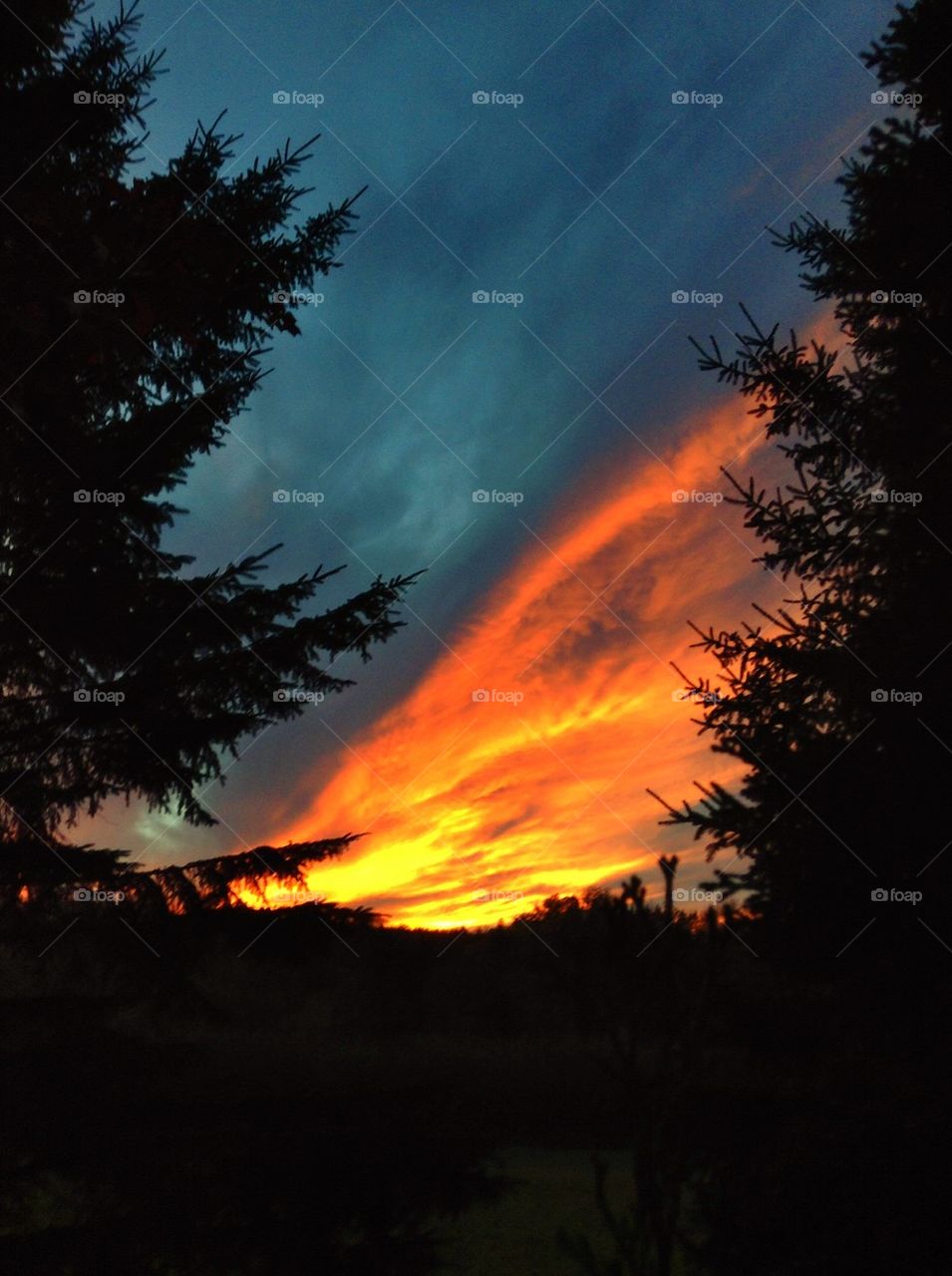 View of trees against dramatic sky at sunset