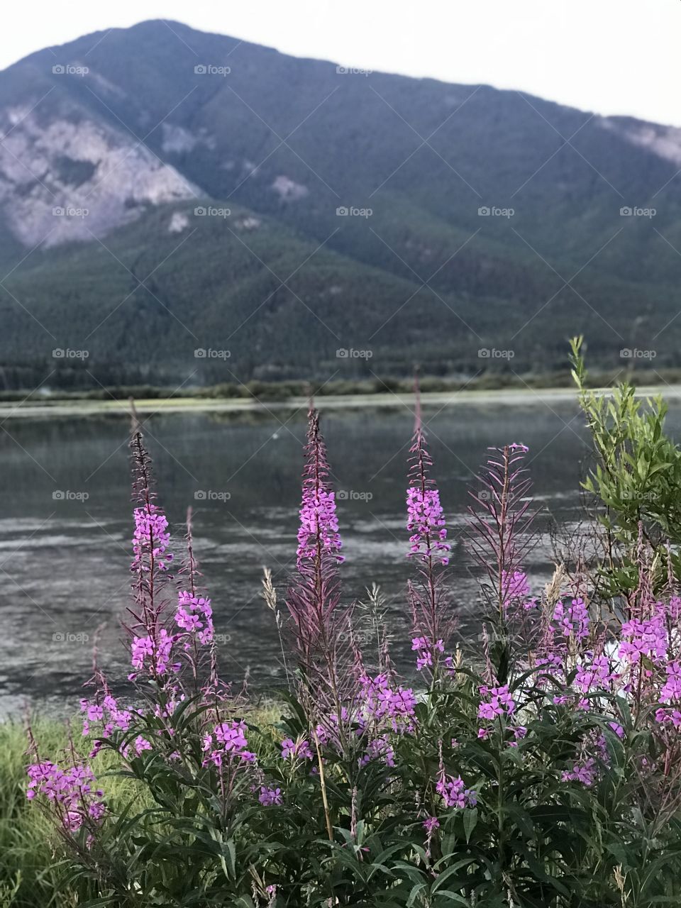 Sunrise in Banff. Canada over Vermilion Lakes with the steam rising and the Rockies in the background.  Purple flowers along the water’s edge.
